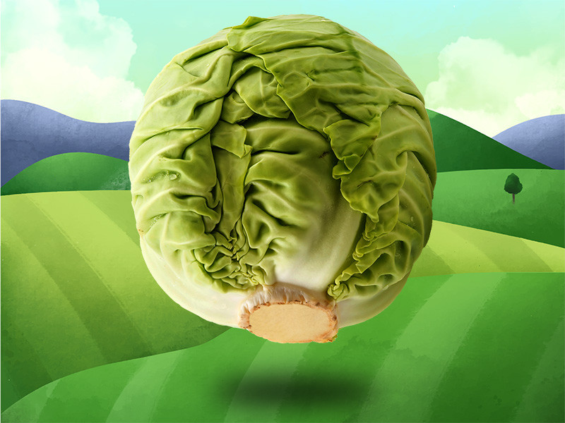 Cabbage