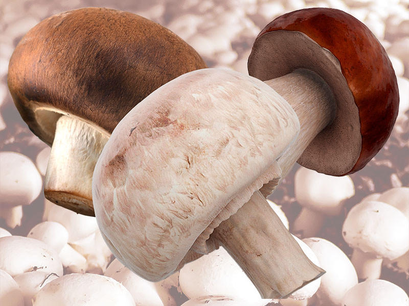 Mushrooms