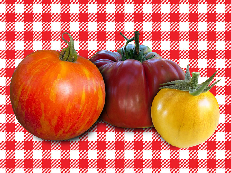 Tomato